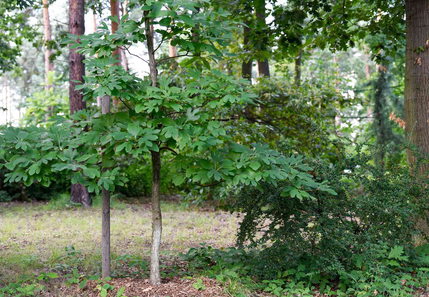 Sassafras trees in their natural habitat showing the distinctive leaf shapes and forest setting