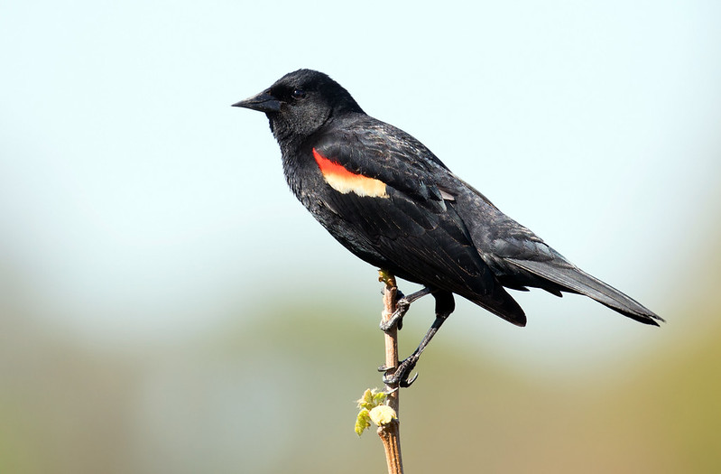 Red-winged Blackbird perched on branch showing detailed plumage features