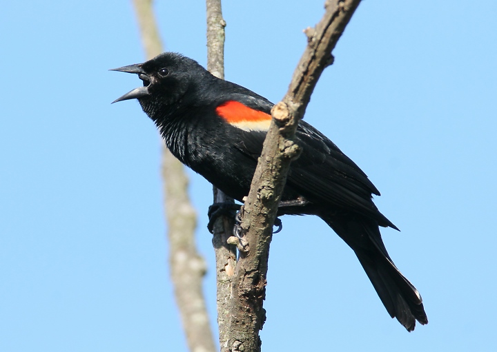 Male Red-winged Blackbird singing with distinctive red shoulder patches displayed